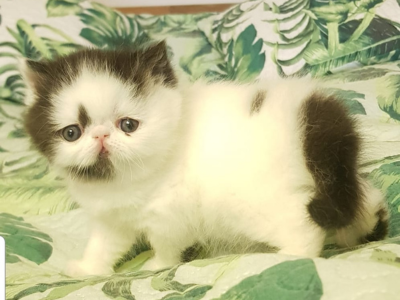 Persian Odd Eyes Cats