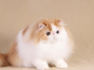 Persian Doll Face Cats