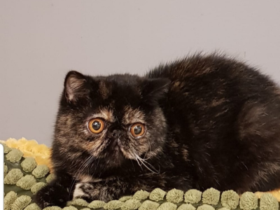 Persian Blue Eyes Cats