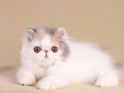Pure Pedigree Persian Cats