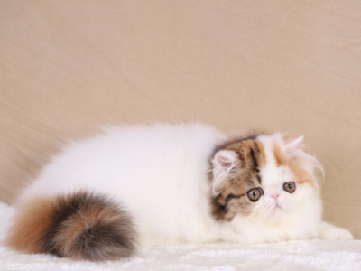 Exotic Long-Hair Persian Cats